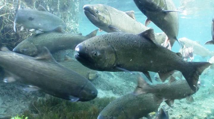 Changing tides: Lake Michigan could best support lake trout and steelhead