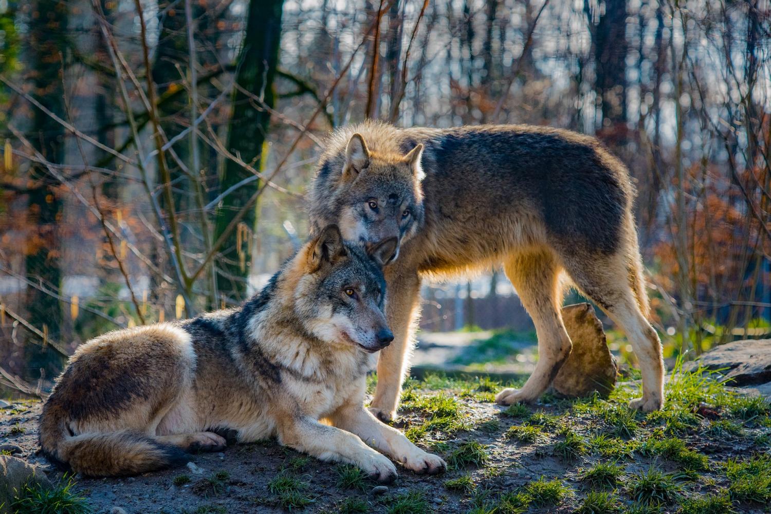 nature take its course: Wolves in National