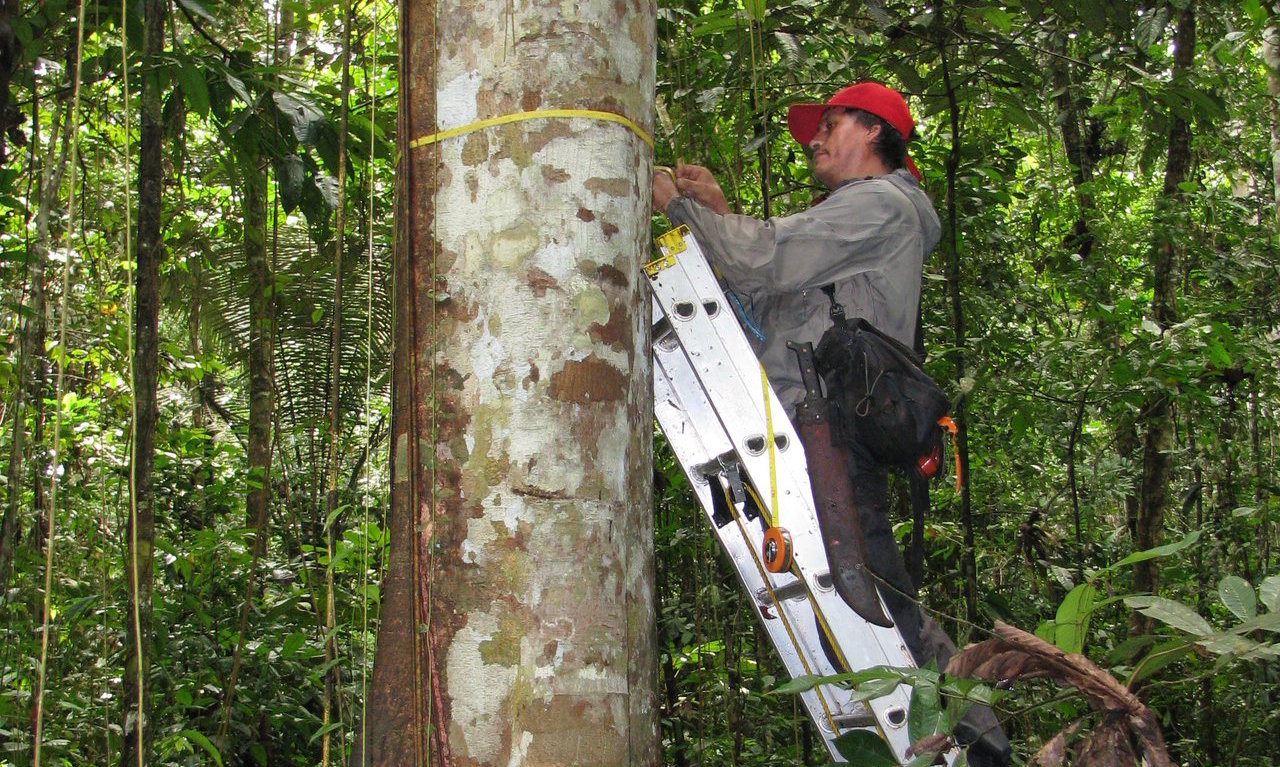 Ученые в тропическом лесу