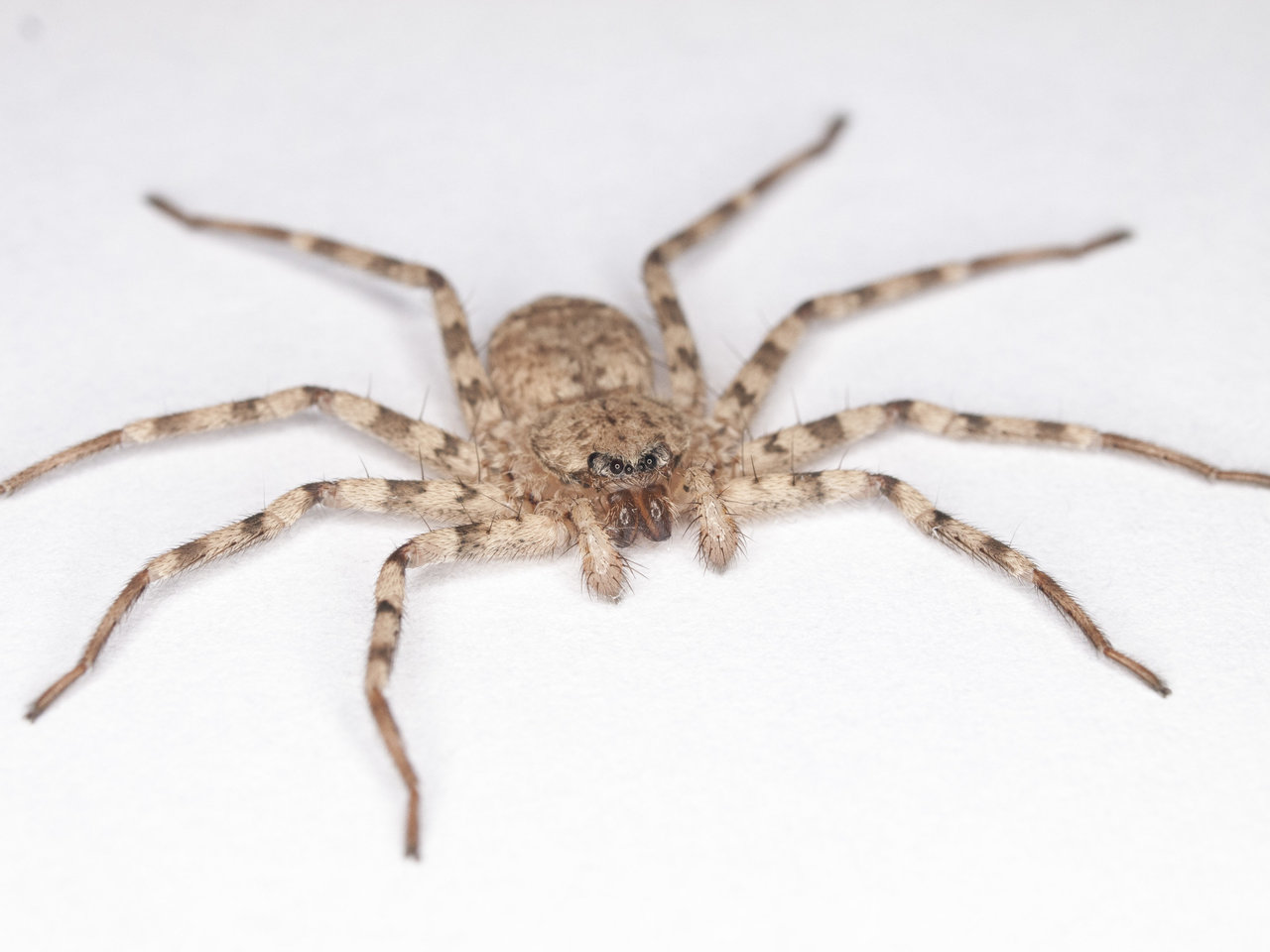Fastest spin on Earth? For animals that rely on legs, scientists say one  spider takes gold