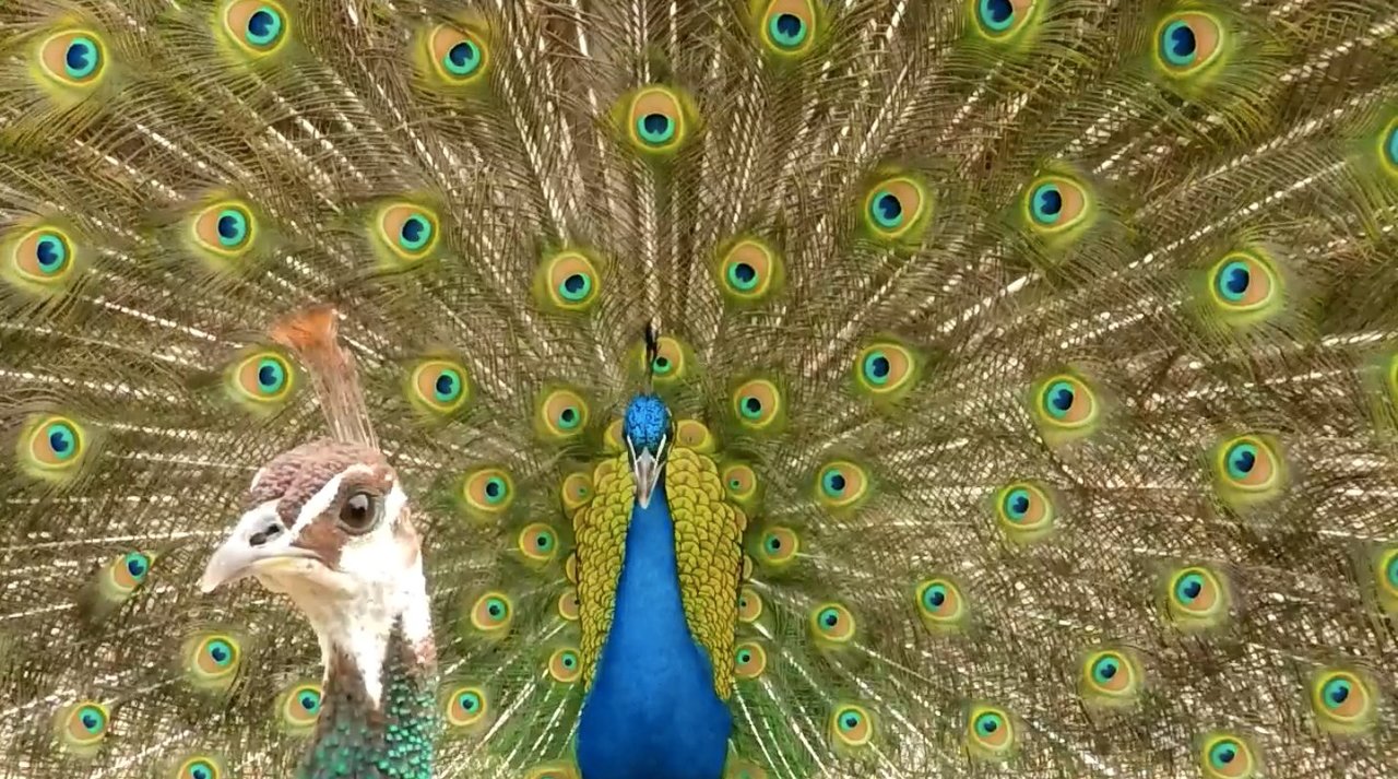 Indian Peafowls Crests Are Tuned To Frequencies Also Used In Social Displays