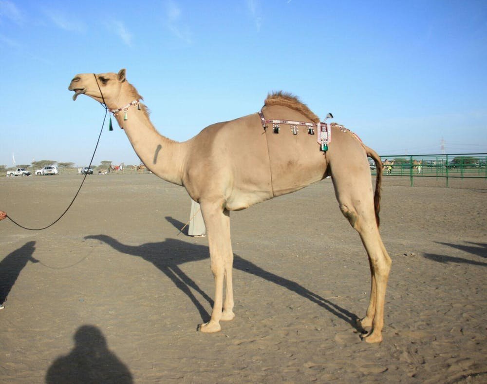 Camels need 'pendulous' lips to be beauty queens. 