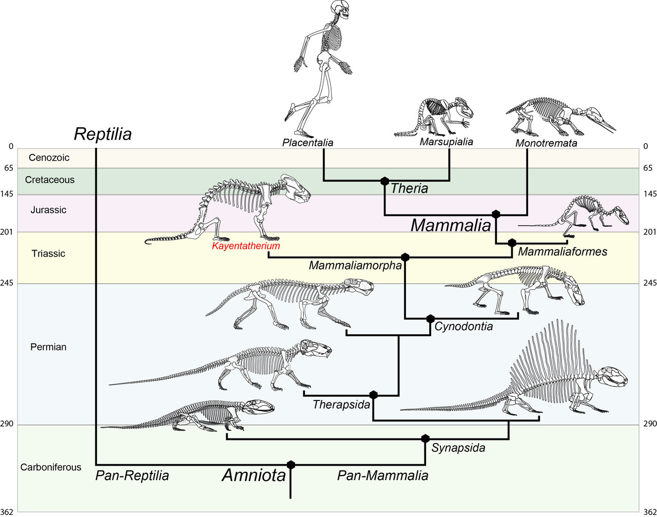 The fossils of the mother and babies belonged to Kayentatherium, a close re...
