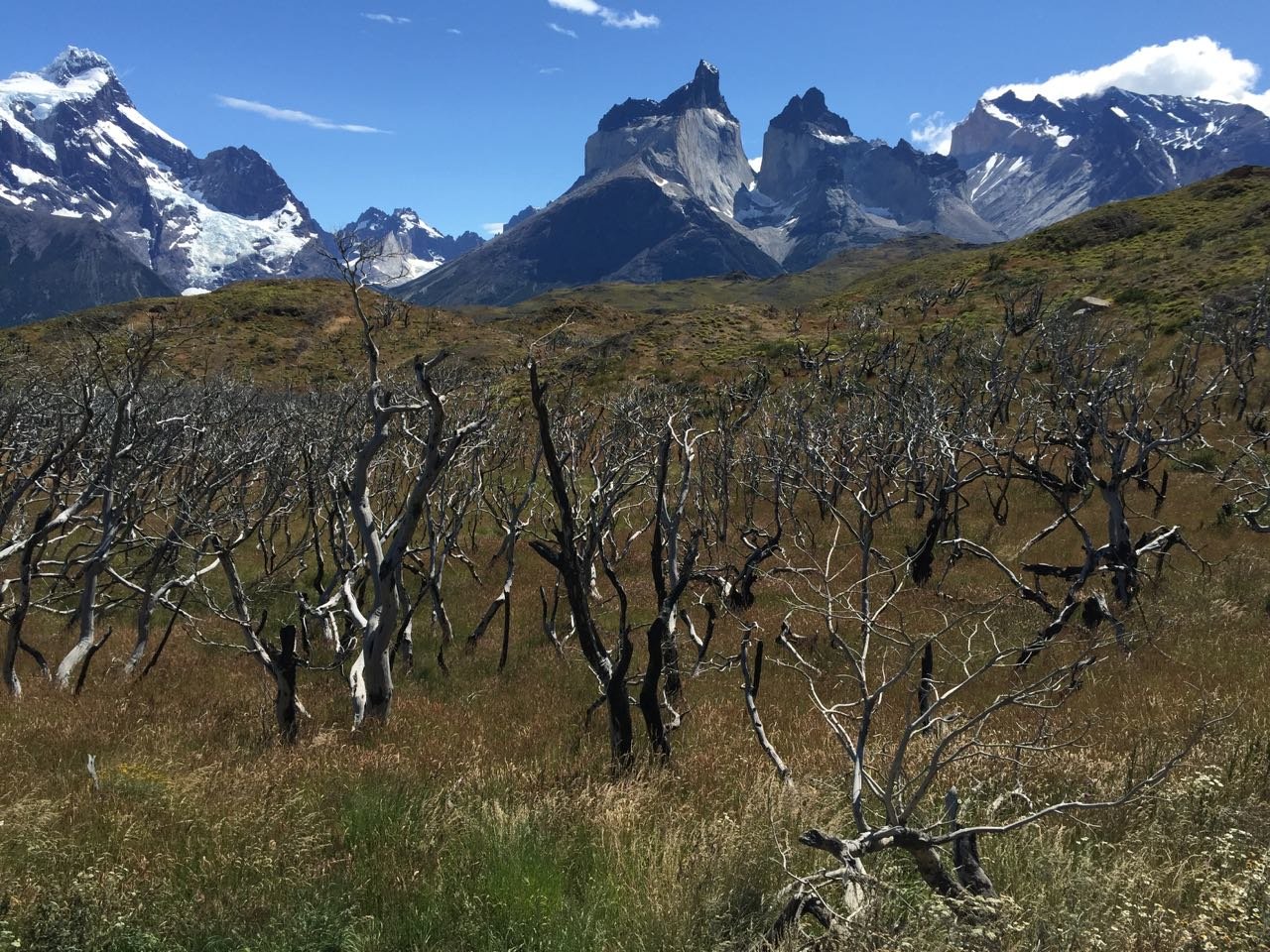 Investigación identifica causas de incendios forestales en el centro sur de Chile
