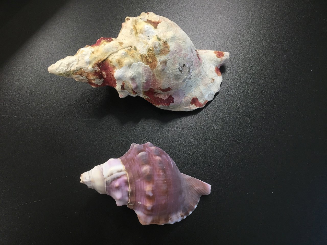 Dissolving Sea Shells - Pacific Science Center