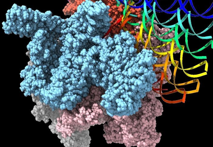 New insights into DNA 'melting' reveal chink in bacteria's armour