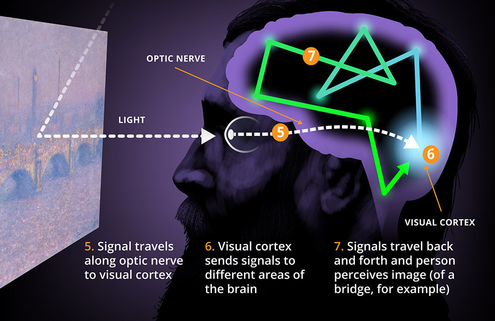 Brain saw. Seeing Science. The Science of Color Perception. Light & Color Perception.