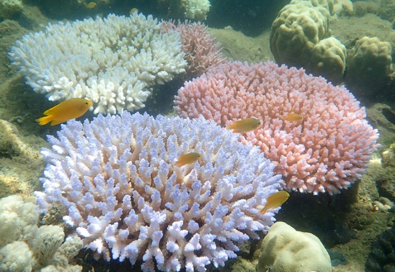 How scientists are restoring coral at the Great Barrier Reef