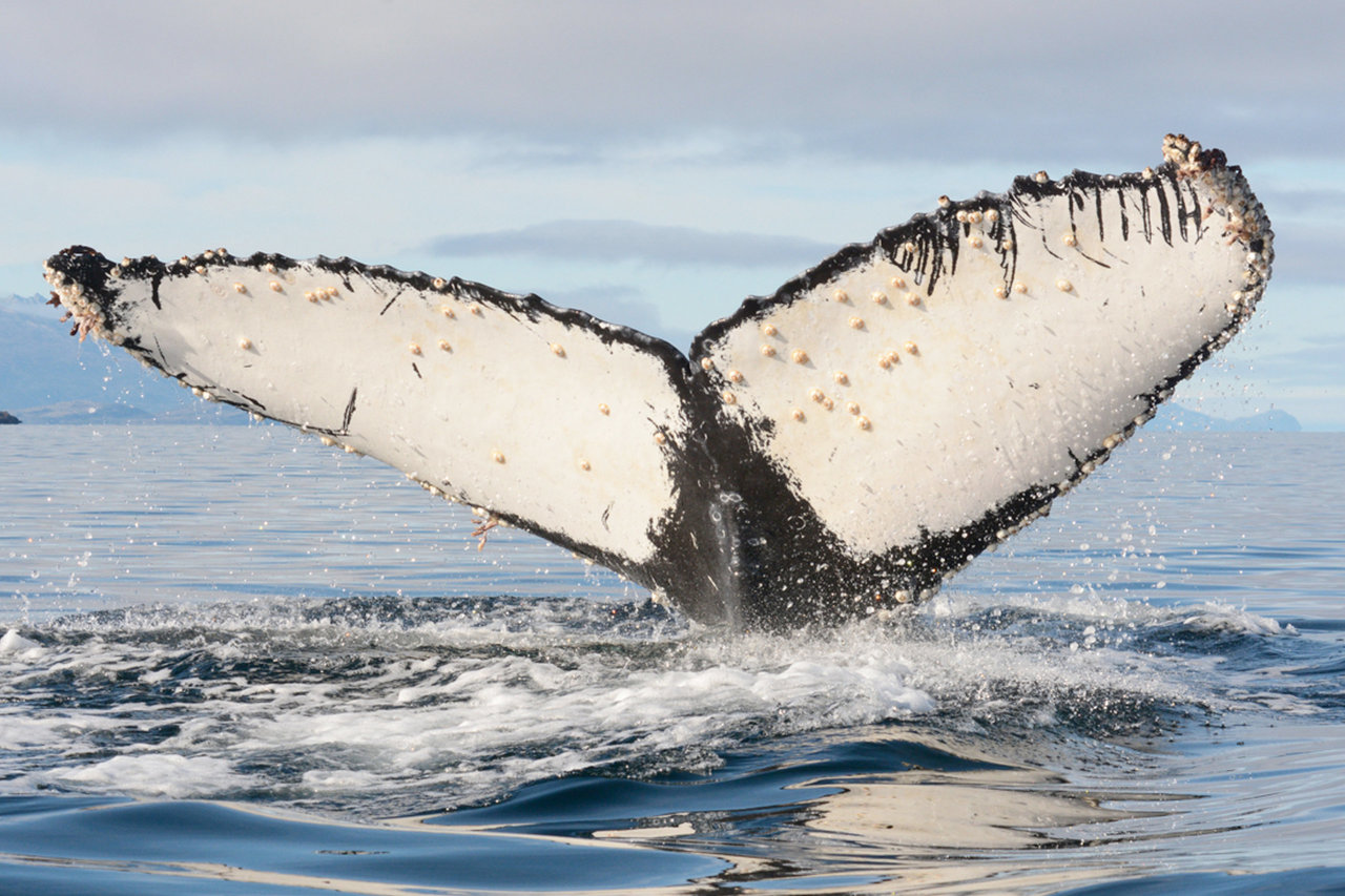Orca attacks on humpback whales leave characteristic scars on tail fins. 