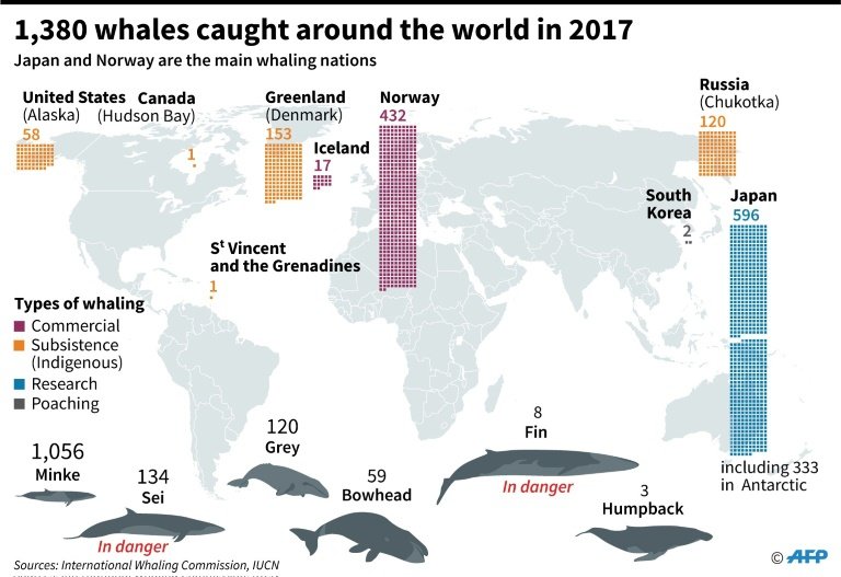IWC passes Brazil project to protect whales