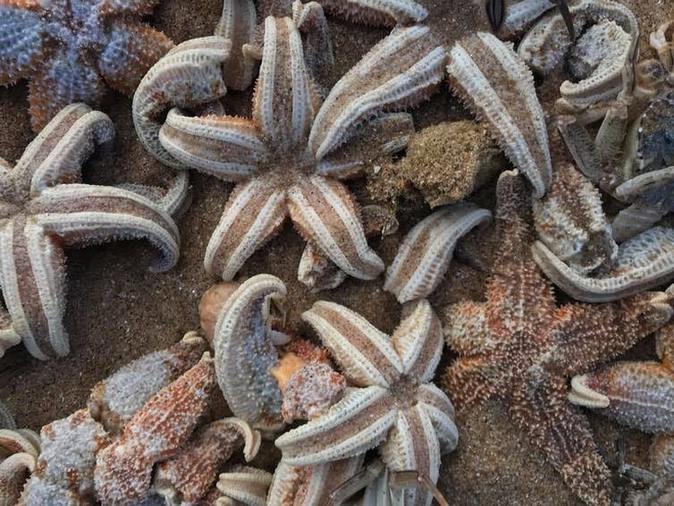 Thousands Of Starfish Have Washed Up Dead After The Beast From The East Here S Why
