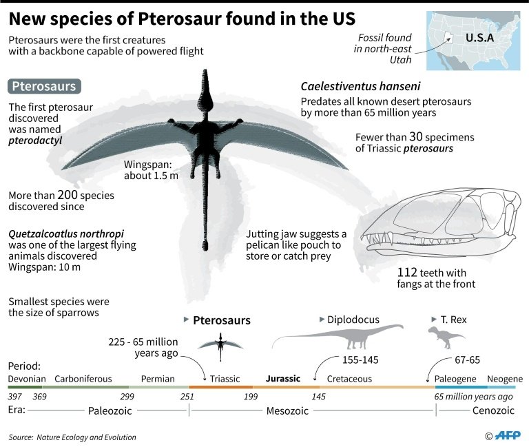 Runway reveals how pterodactyls land › News in Science (ABC Science)