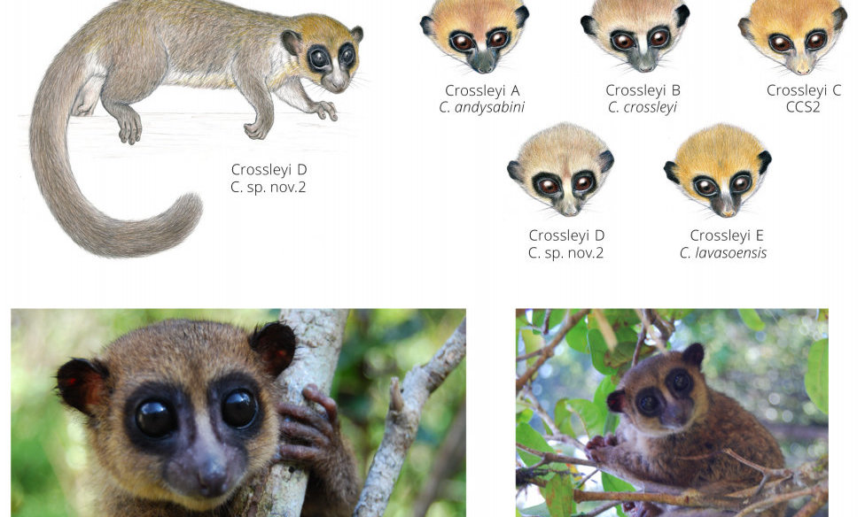 types of lemurs