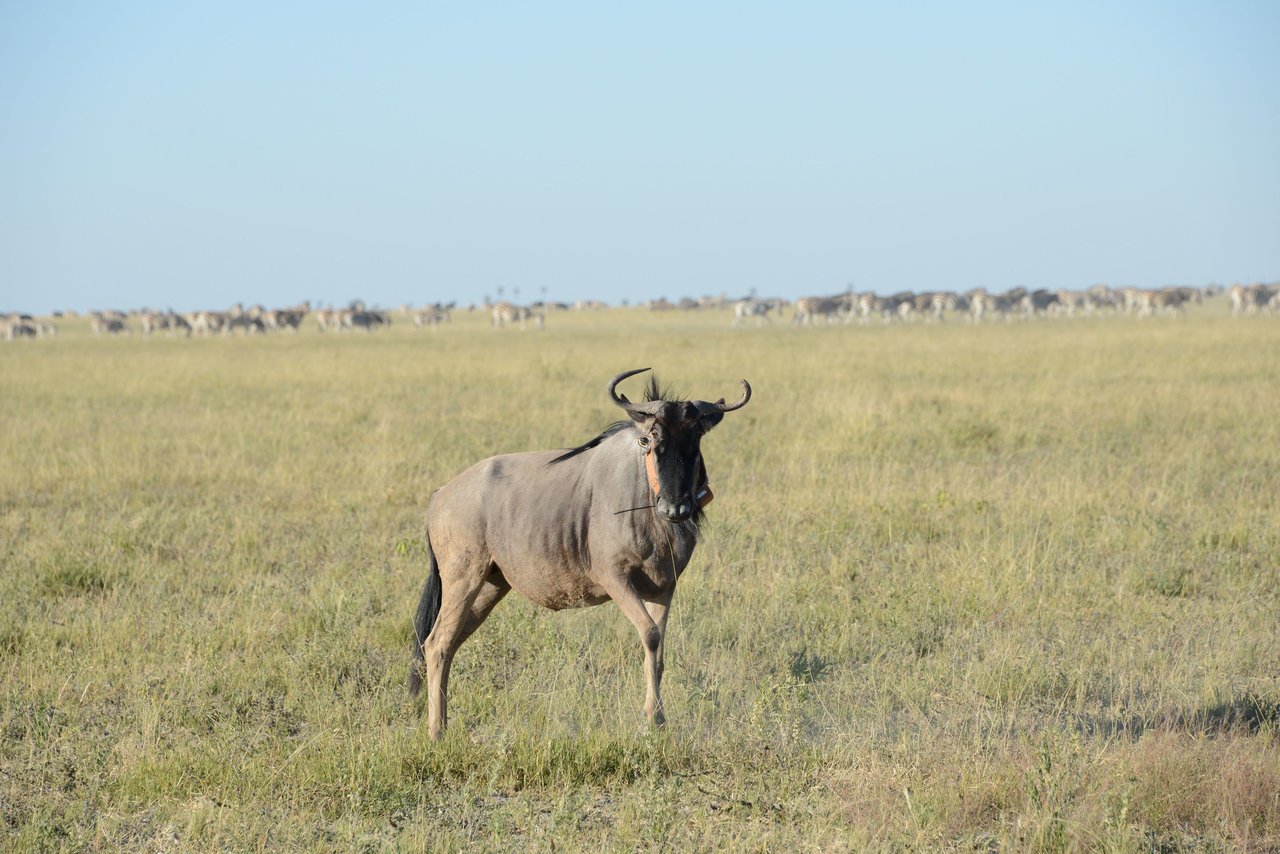 Wildebeests' super-efficient muscles allow them to walk for days without  drinking