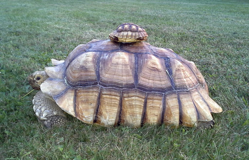 best type of turtle to have as a pet