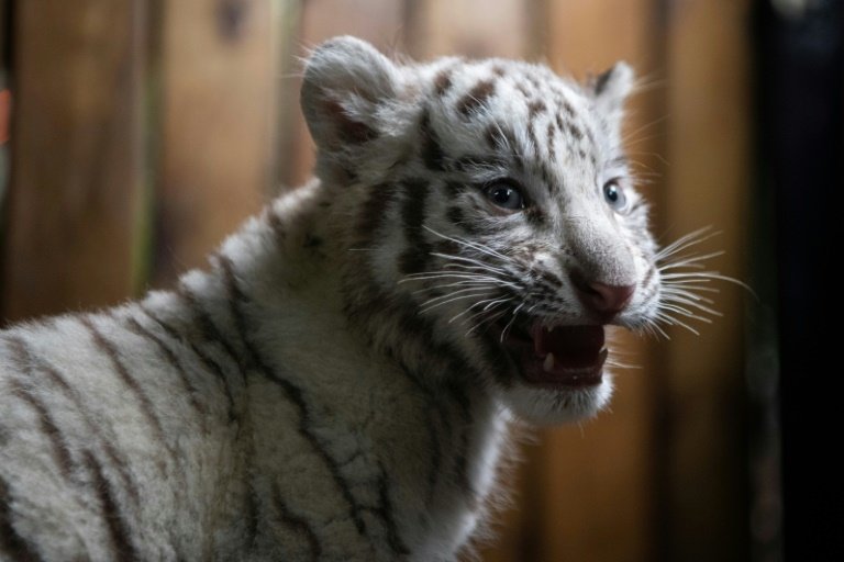 Extremely rare white Bengal tiger gives birth to sextuplets in China