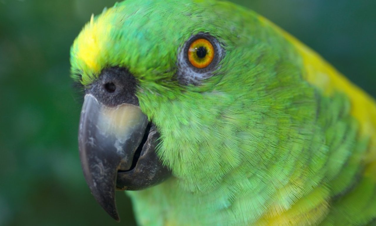 green parrot yellow head