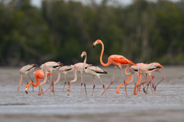 flamingo city florida