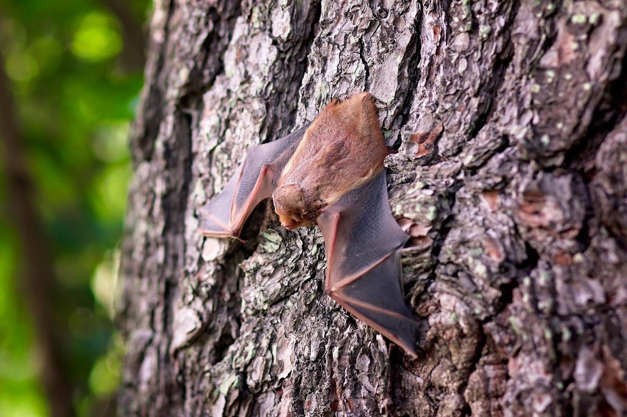 Curious Kids: why bats sleep upside down, and other stories of animal  adaptation
