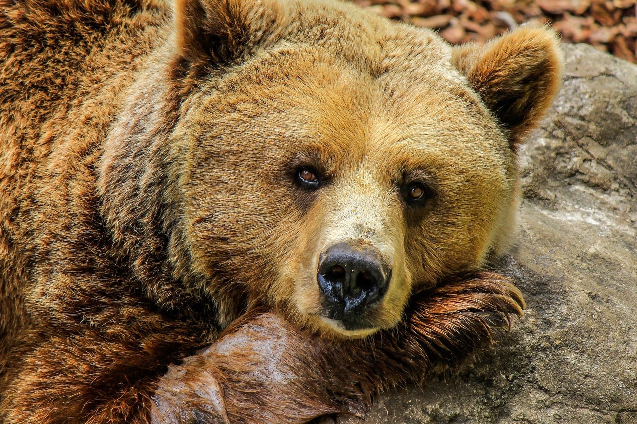 Searching for Ancient Bears in an Alaskan Cave Led to an Important Human Discovery