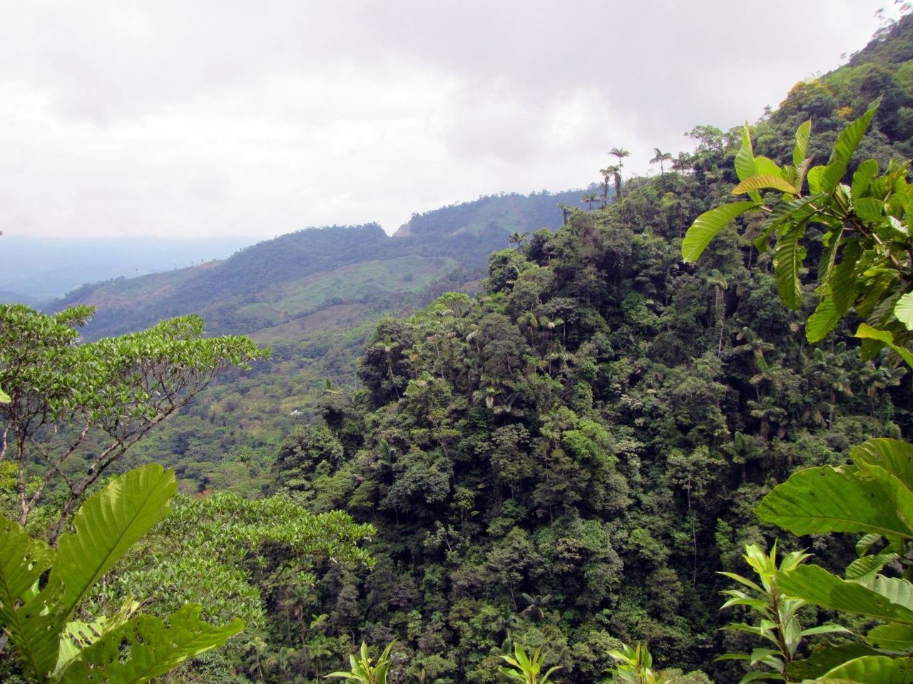 The Rainforests of Colombia