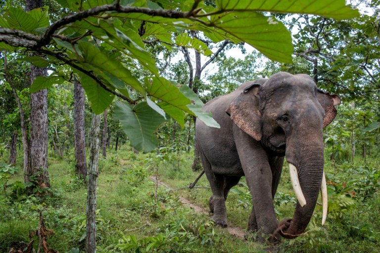 Fad for 'lucky' tail hair threatens Vietnam elephants