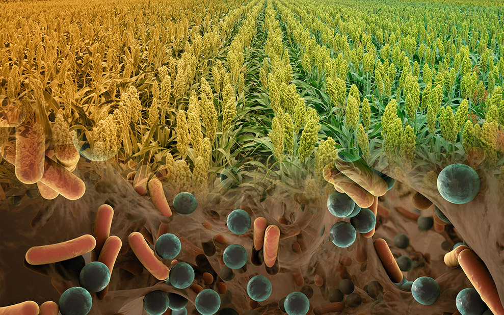 bacteria sorghum droughts molecular tolerate researchers certain