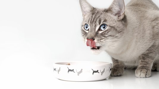 Excess phosphorus in cat food damages the kidney