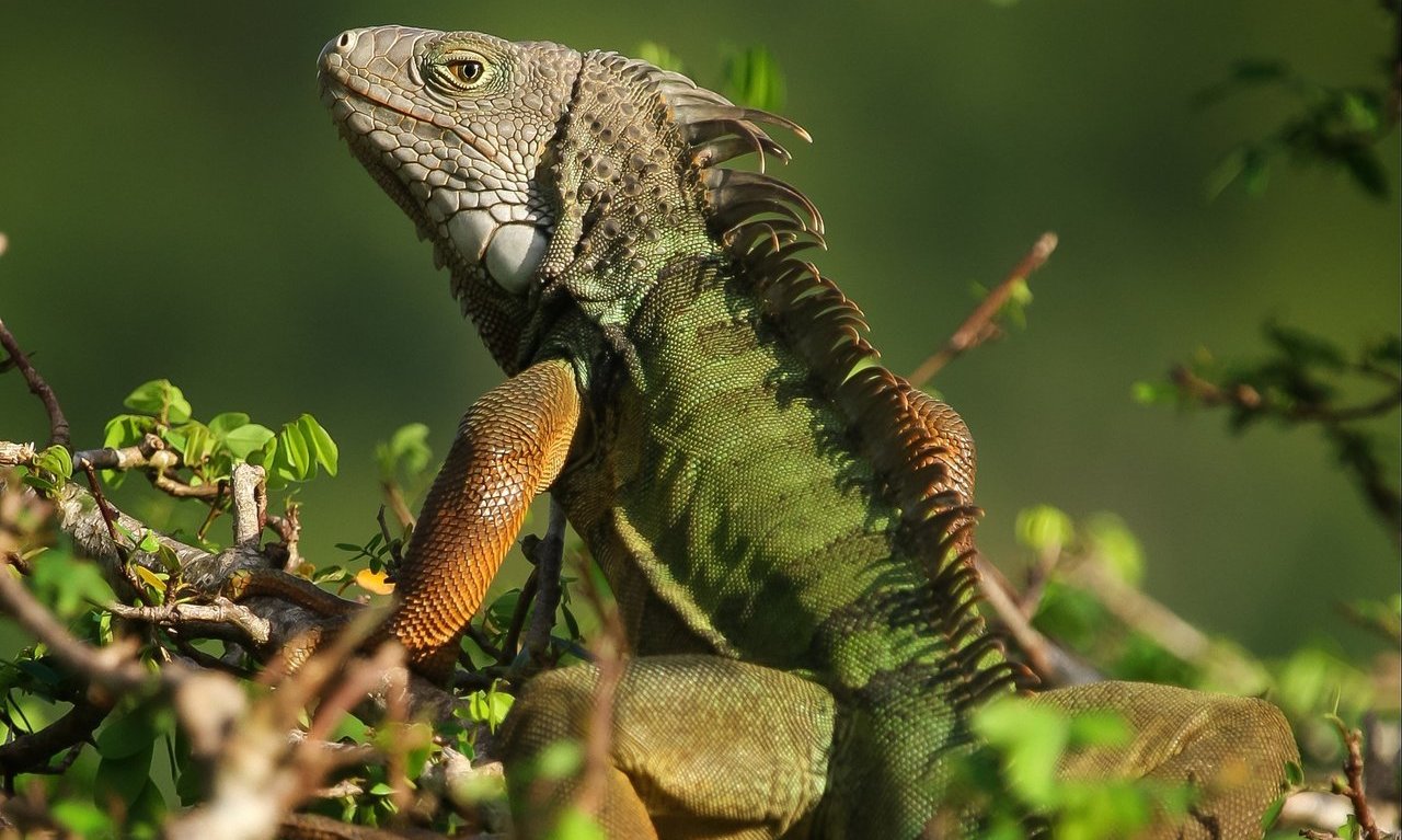 For exotic pets, the most popular are also most likely to be released in  the wild