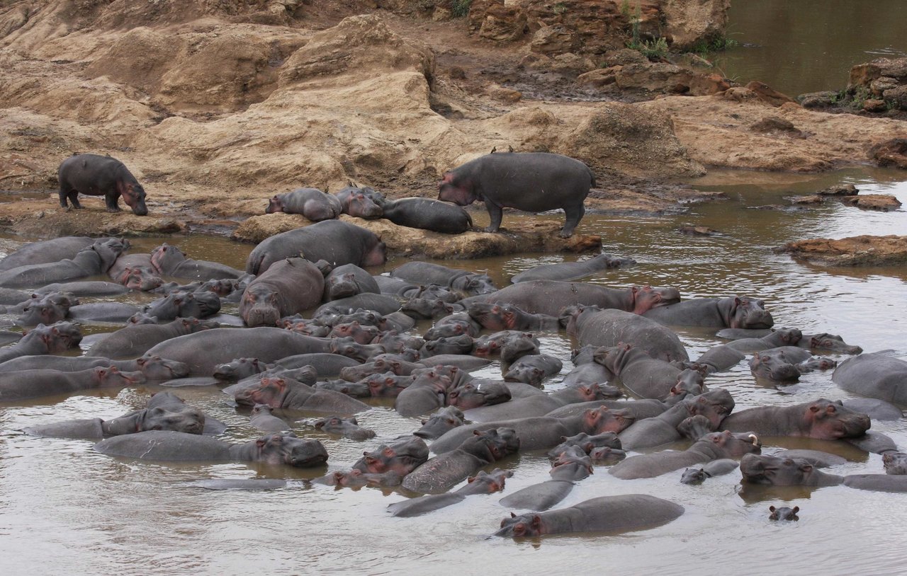 Hippo waste causes fish kills in Africa's Mara River