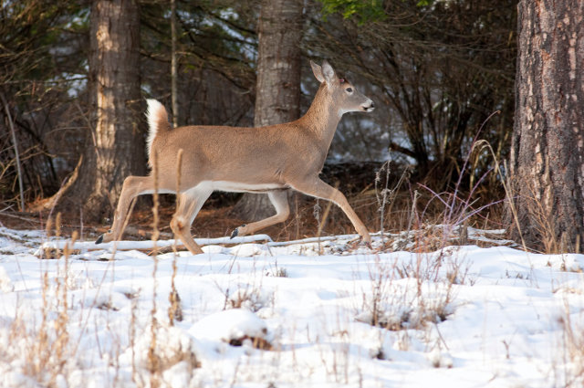How do deer survive harsh winter weather?