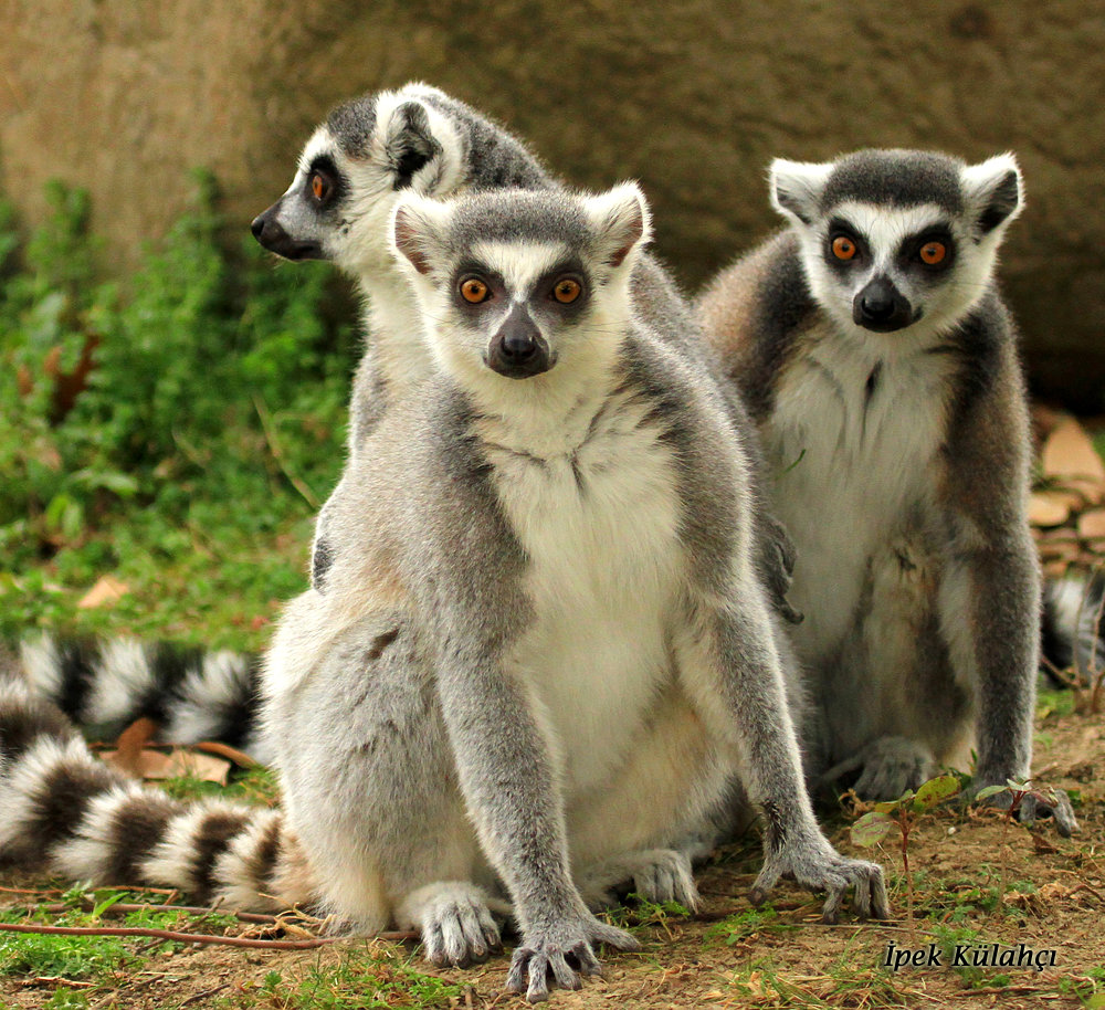 Lessons from lemurs: To make friends, show off your smarts
