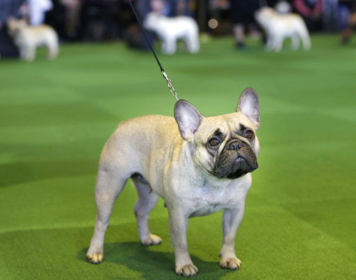 Labs Still Lead But French Bulldogs Leap In Popularity In Us