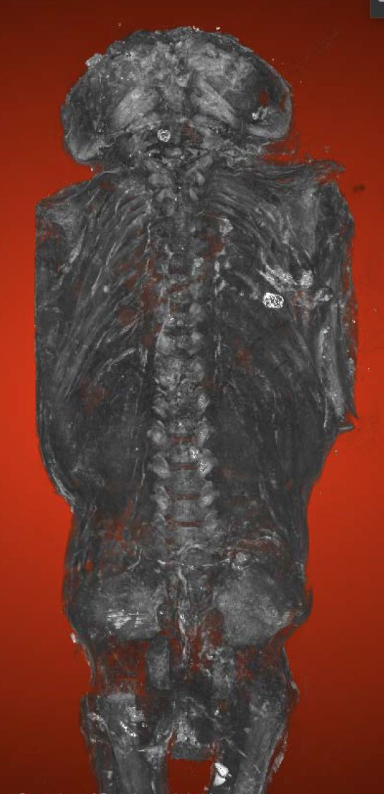 Micro-CT scans show 2,100-year-old 'hawk' mummy a ...