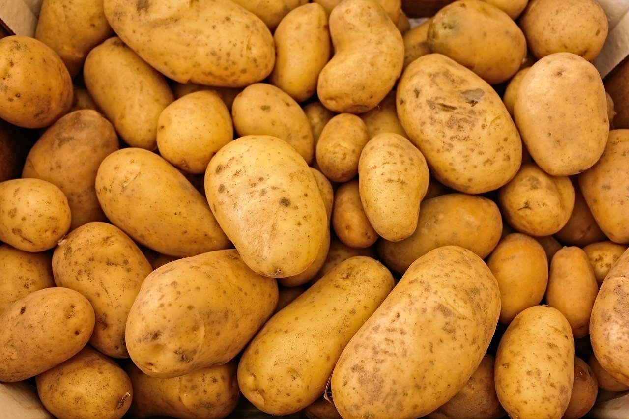 potato breeding for amateurs Xxx Pics Hd