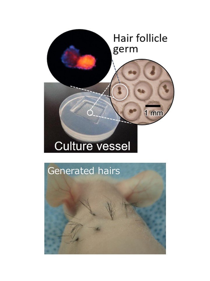 Practical hair regeneration technology