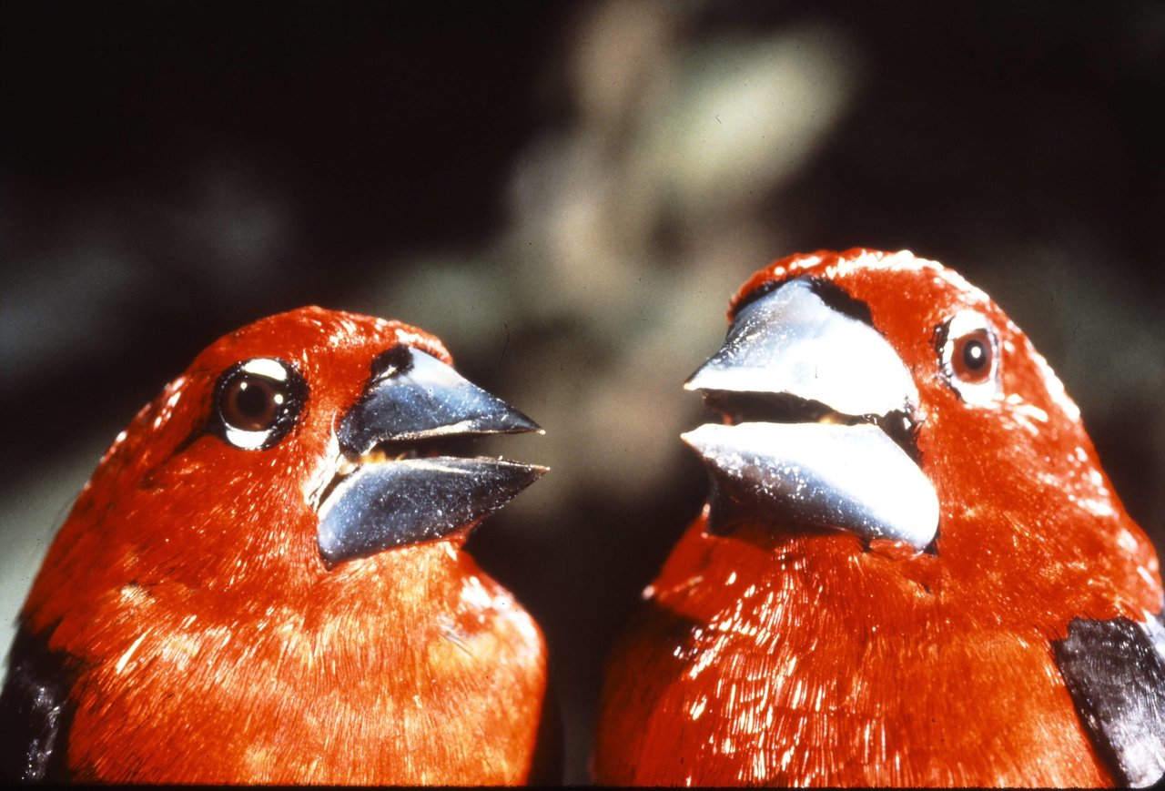 Geneticists solve long-standing finch beak mystery