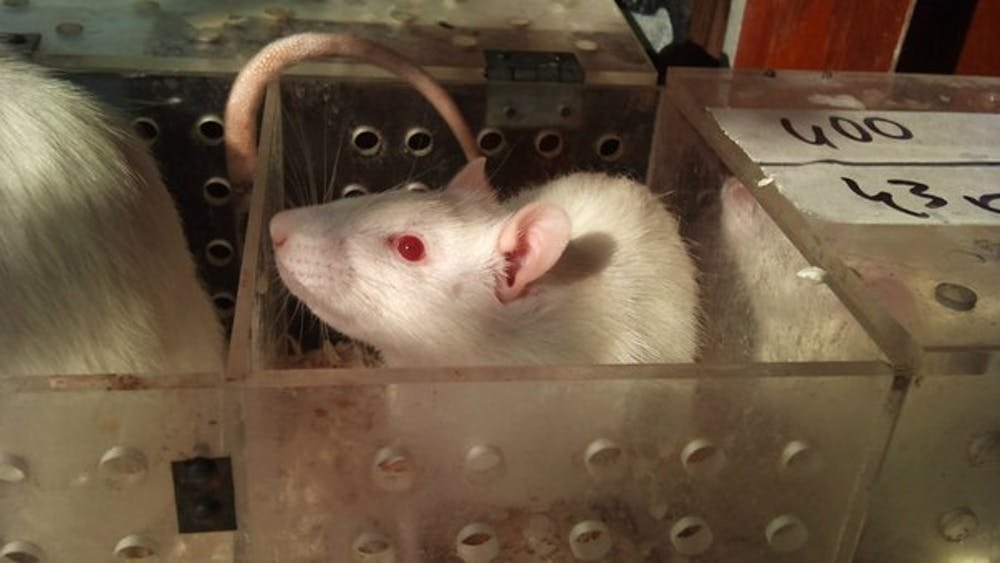 На фотографии изображена камера скиннера в которой содержится крыса