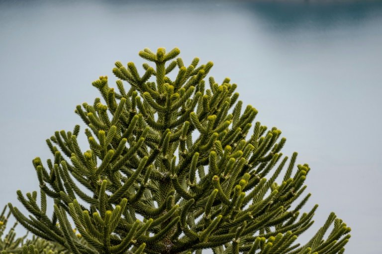The Araucaria forests of Chile, part 2
