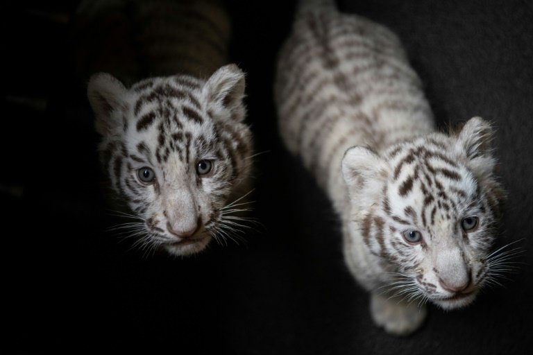 Rare white baby tiger : r/aww