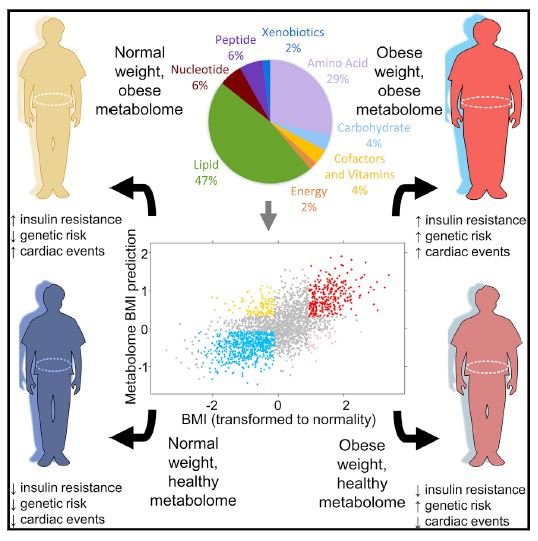 The Metabolome A Way To Measure Obesity And Health Beyond Bmi