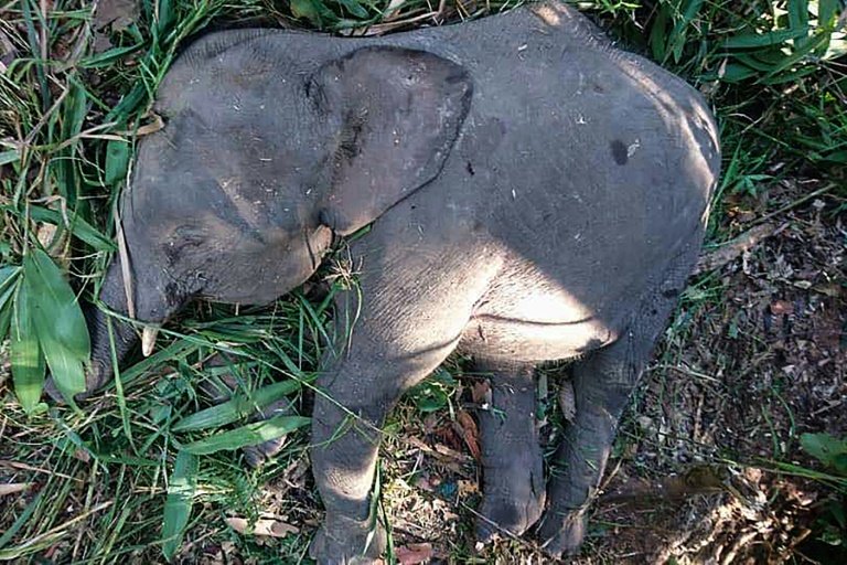 Endangered pygmy elephant shot dead on Borneo