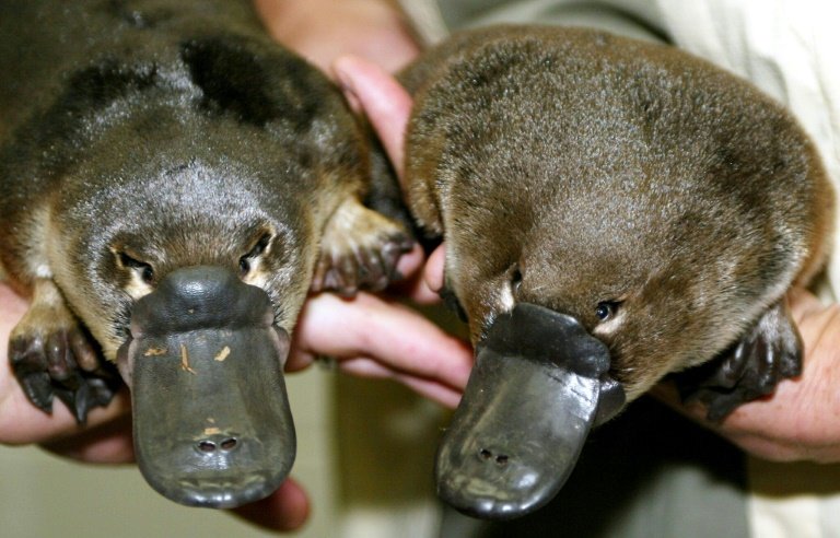 Future uncertain for Australia's unique platypus: researchers
