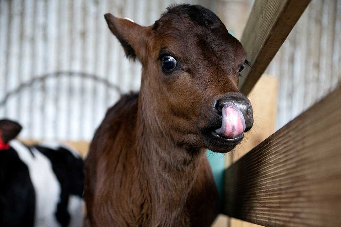 identifying the breed of new-born calves
