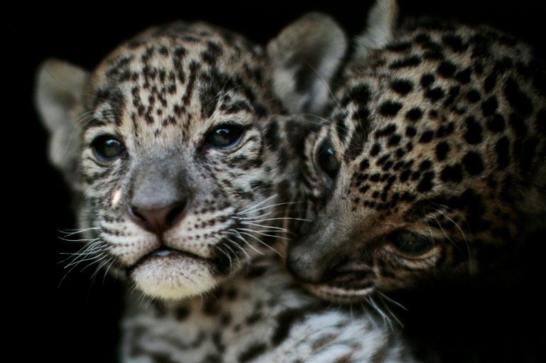 Mexico jaguar population grows 20% in eight years