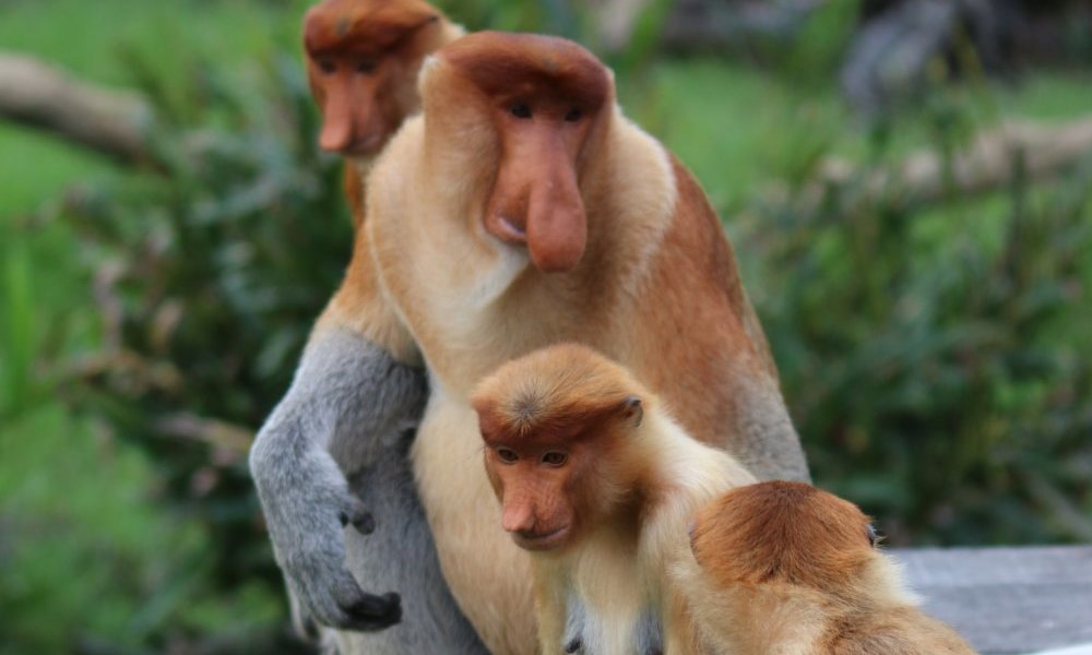 The mystery behind the proboscis monkey's big nose