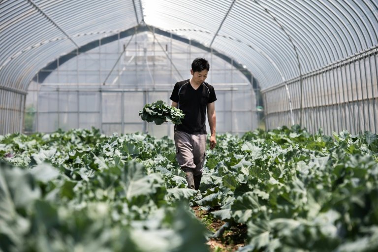 Sustainable vegetable farming