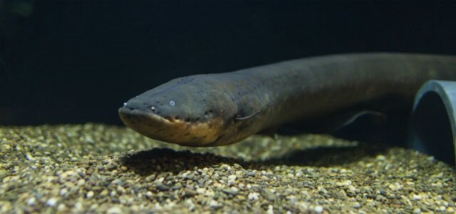 A new species of electric eel produces the highest voltage
