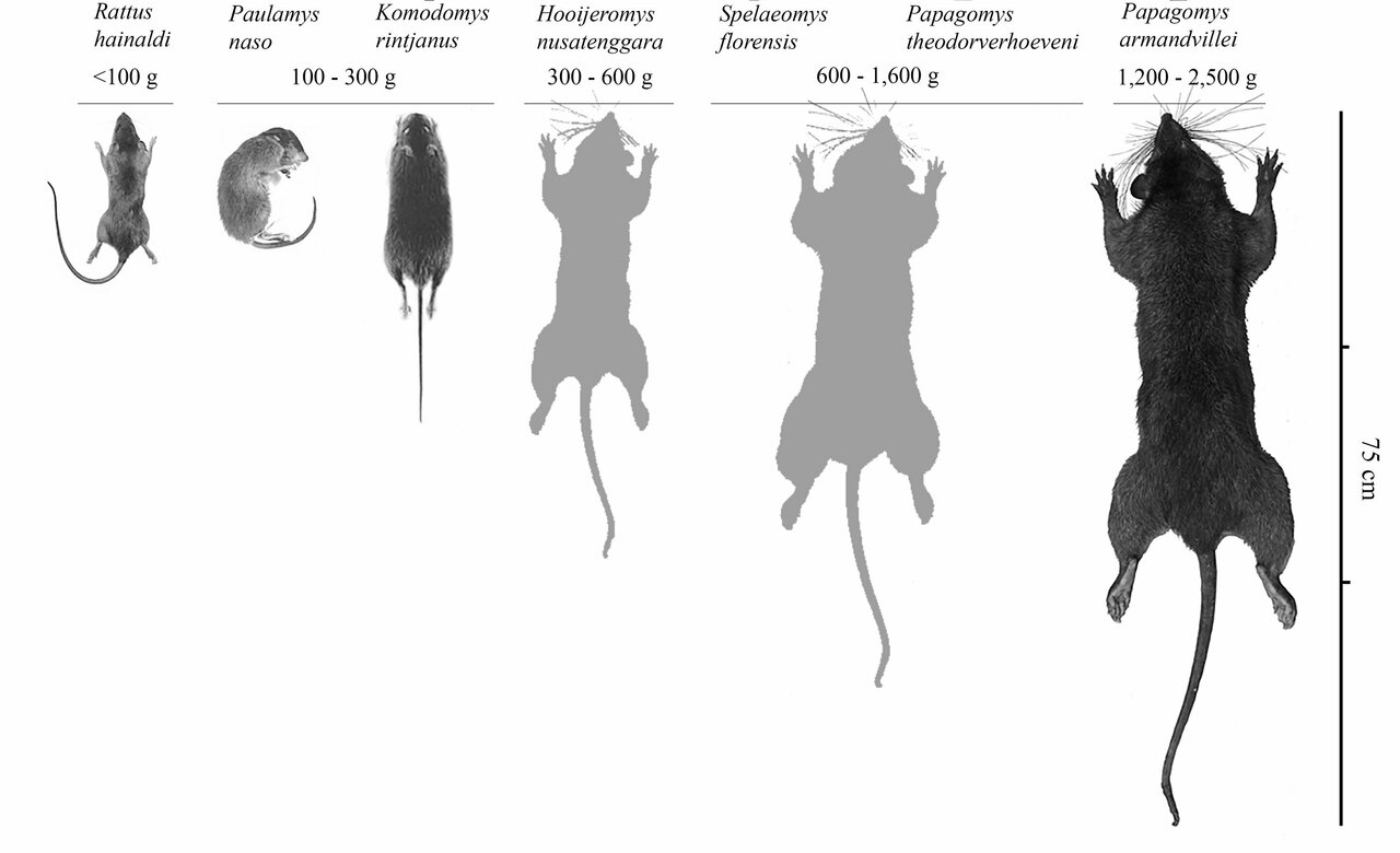 Rato Gigante - Wesnoth Units Database