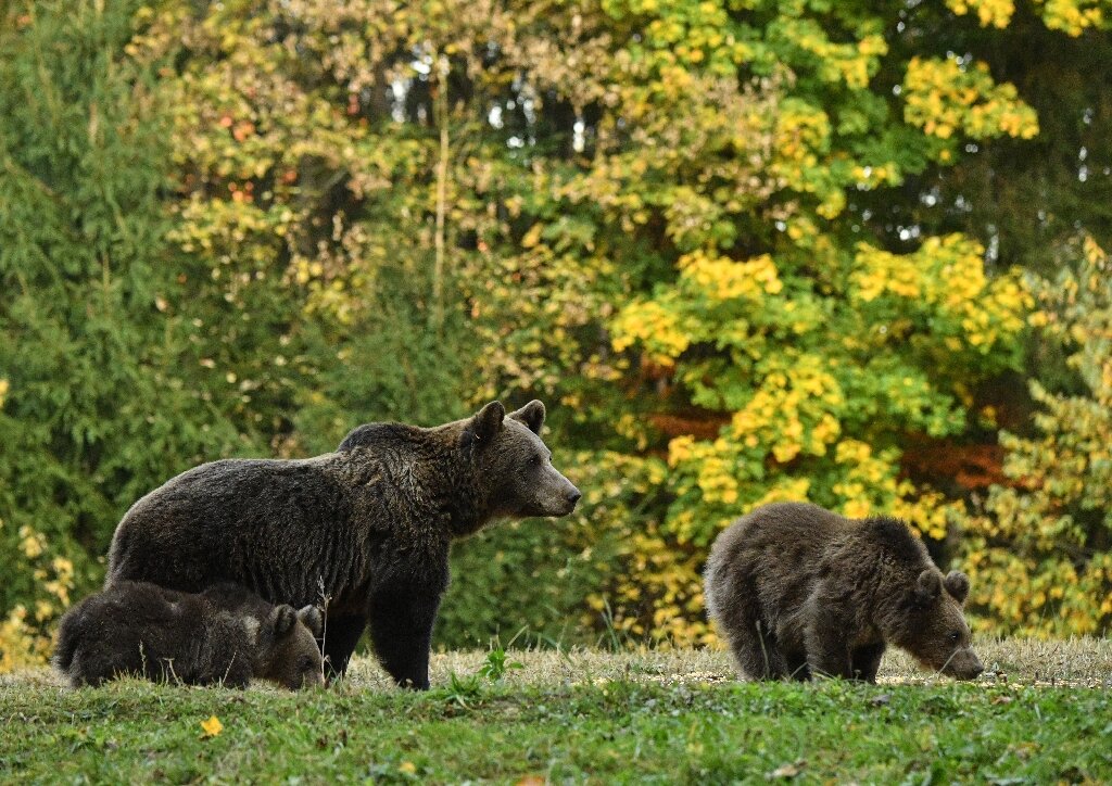 In bear country Romania, cohabitation grows strenuous